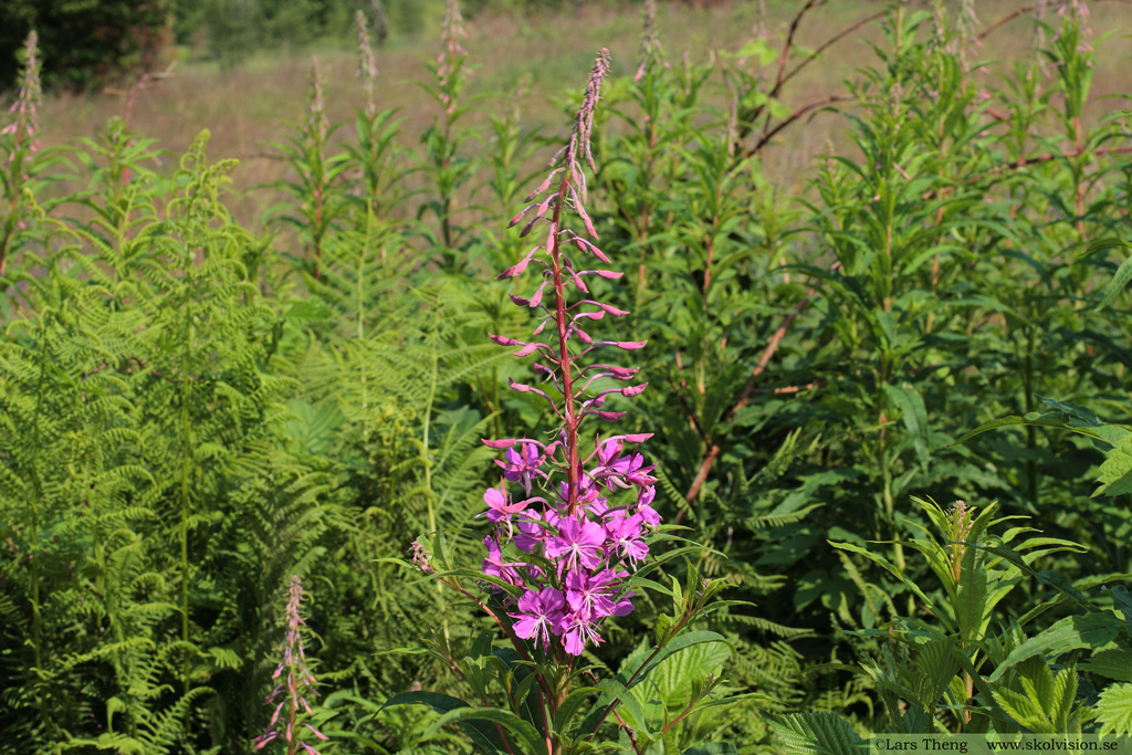 Mjölke, Chamaenerion angustifolium