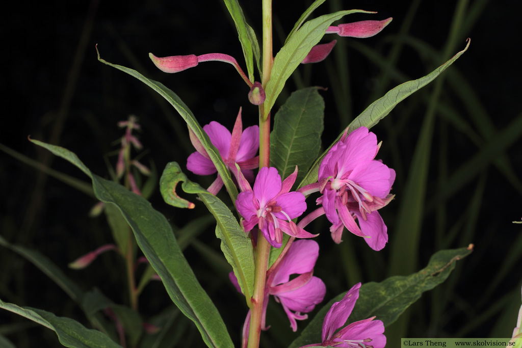 Mjölke, Chamaenerion angustifolium