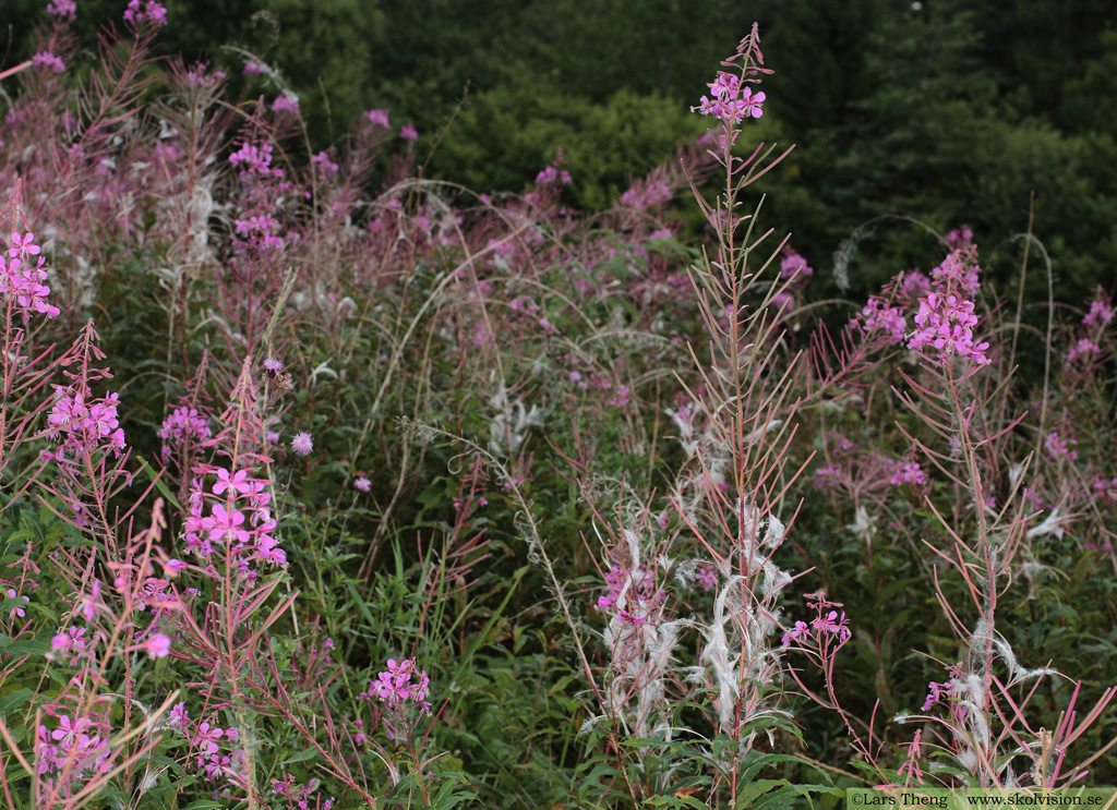 Mjölke, Chamaenerion angustifolium