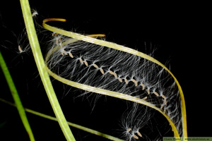 Mjölke, Chamaenerion angustifolium