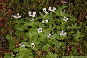 Hönsbär, Cornus suecica