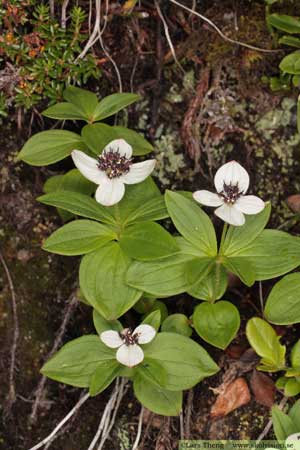 Hönsbär, Cornus suecica