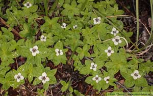 Hönsbär, Cornus suecica