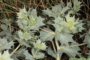 Martorn, Eryngium maritimum