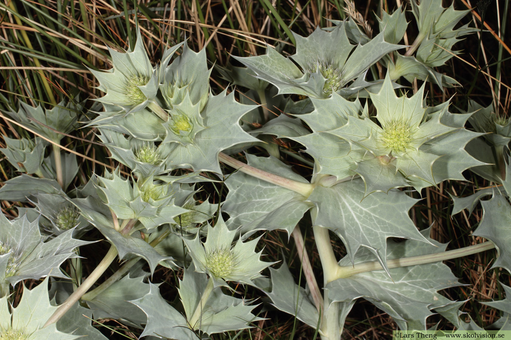 Martorn, Eryngium maritimum