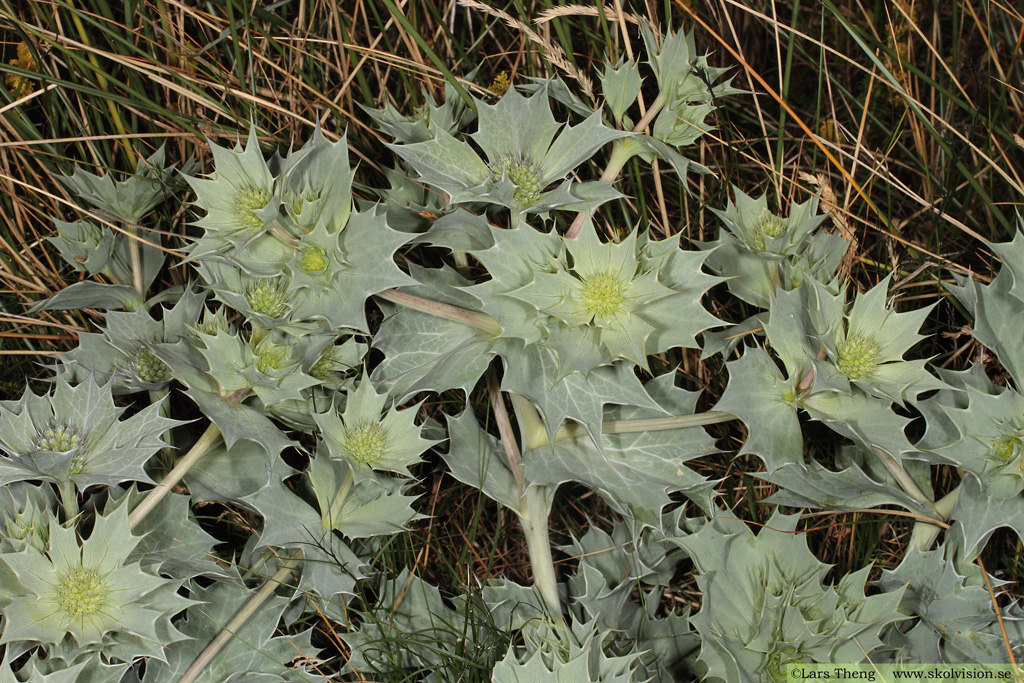 Martorn, Eryngium maritimum