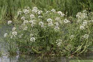 Sprängört, Cicuta virosa