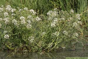 Sprängört, Cicuta virosa