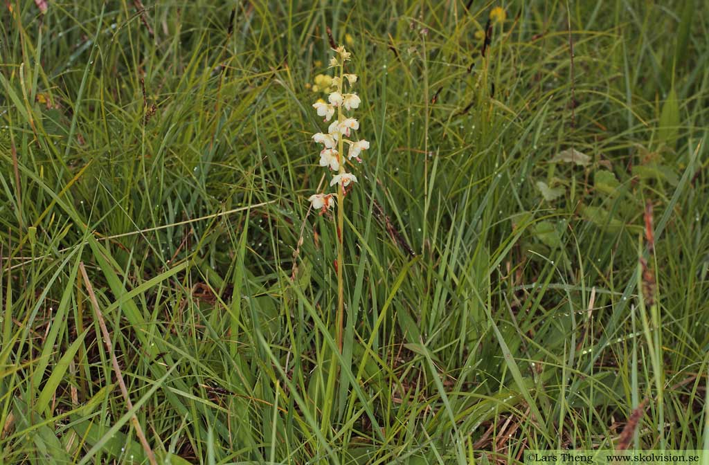 Vitpyrola, Pyrola rotundifolia