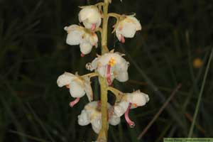 Vitpyrola, Pyrola rotundifolia