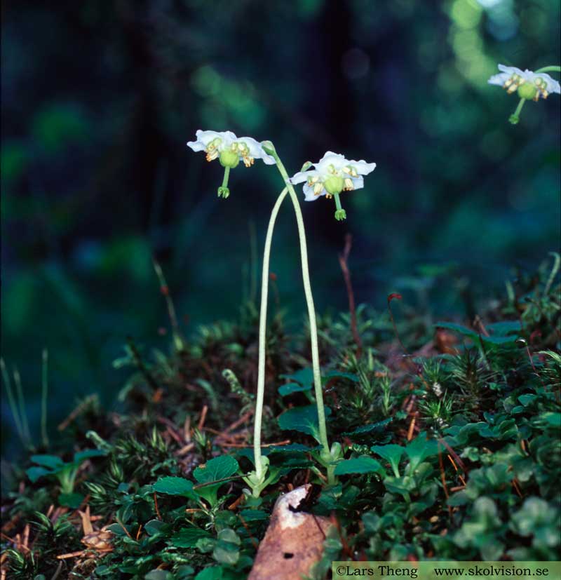 Ögonpyrola, Moneses uniflora