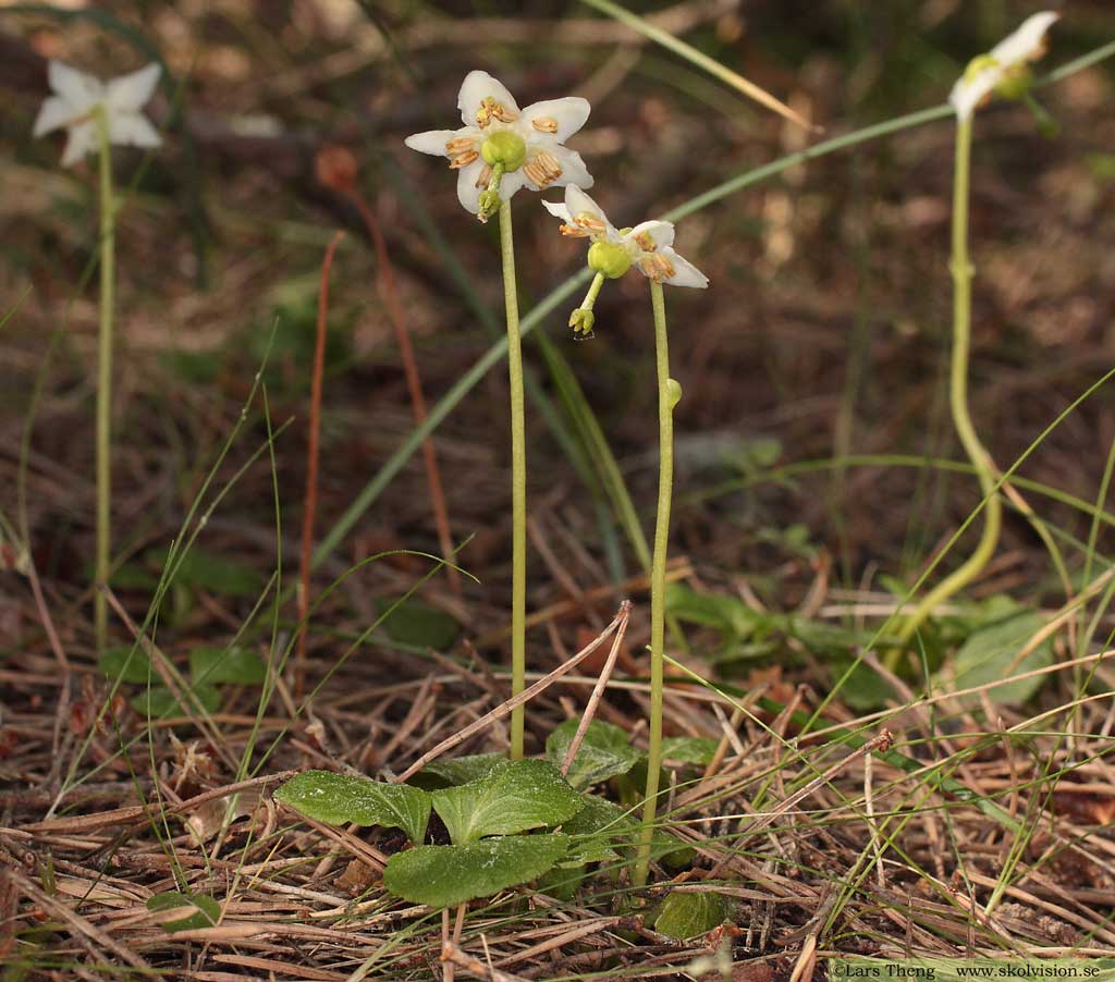 Ögonpyrola, Moneses uniflora