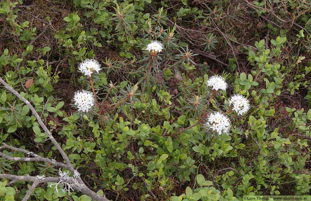 Skvattram, Rhododendron tomentosum