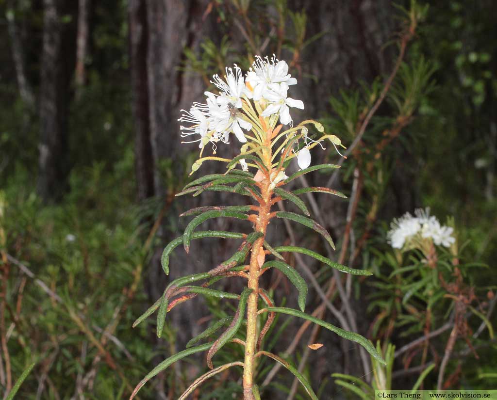 Skvattram, Rhododendron tomentosum