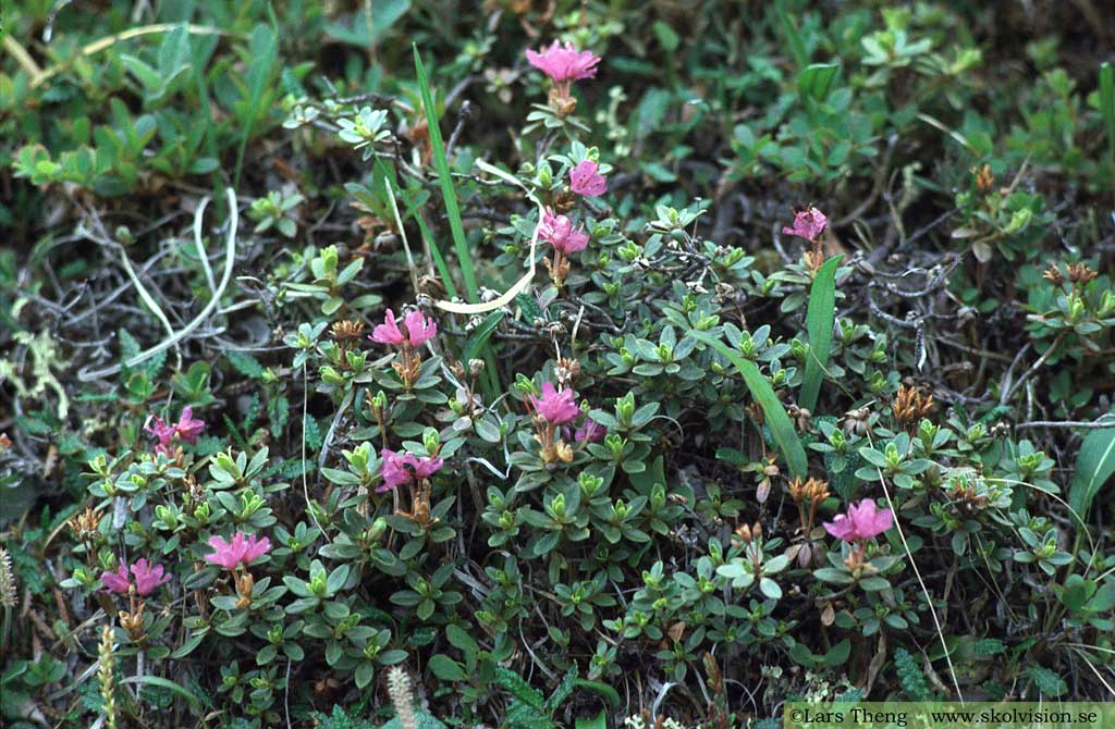 Lapsk alpros, Rhododendron lapponicum