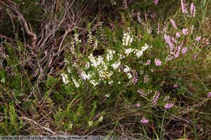 Ljung, Calluna vulgaris