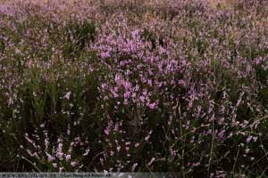 Ljung, Calluna vulgaris