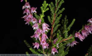 Ljung, Calluna vulgaris