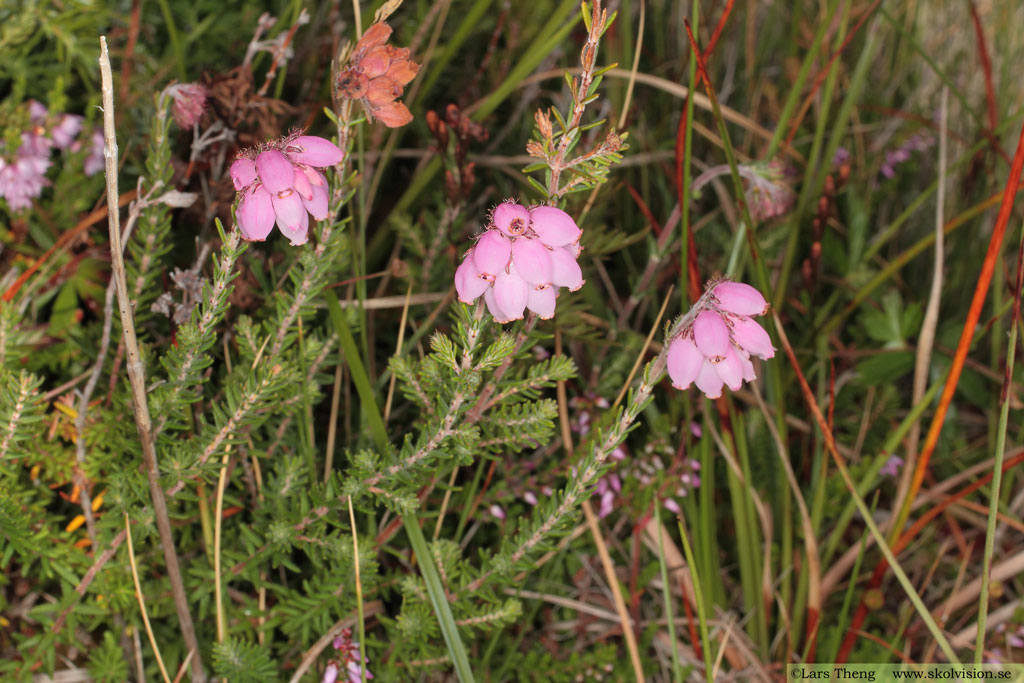 Klockljung, Erica tetralix