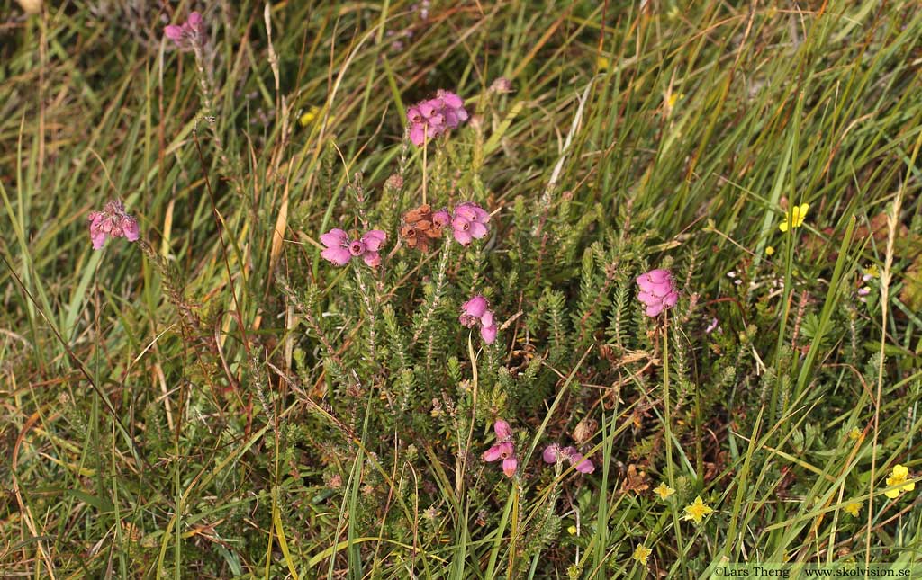 Klockljung, Erica tetralix