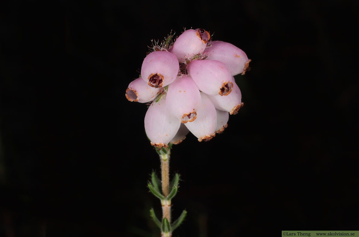 Klockljung, Erica tetralix