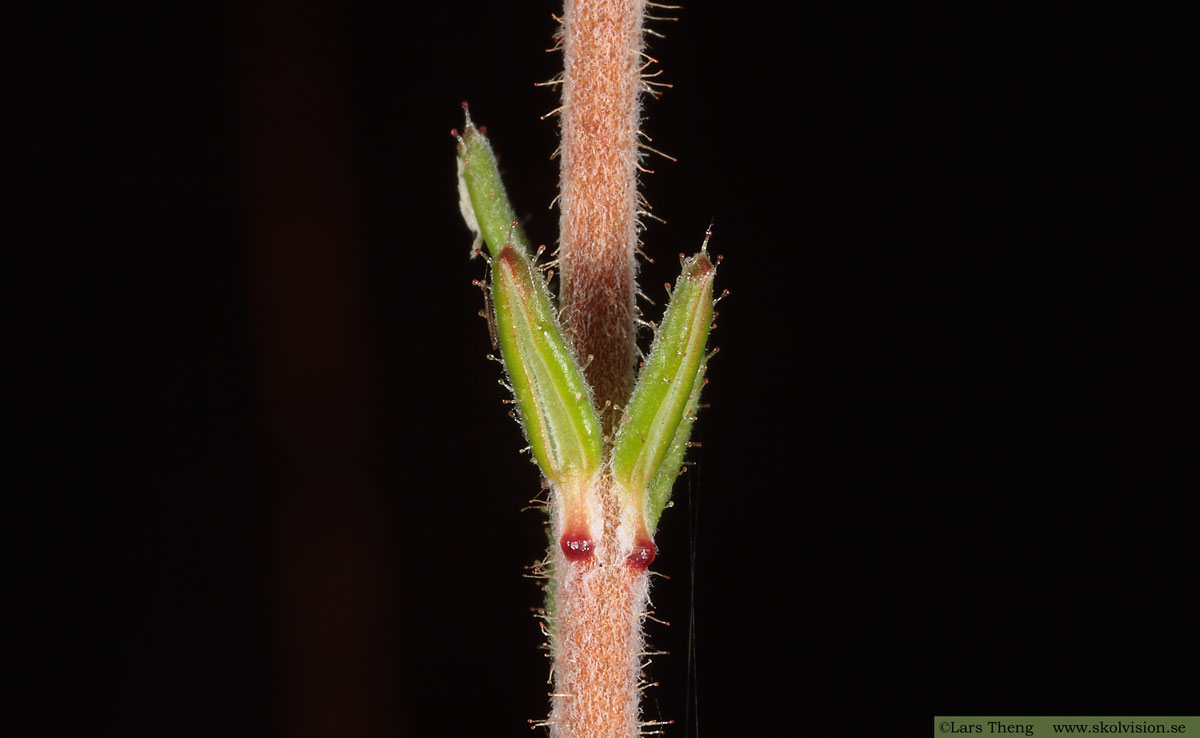 Klockljung, Erica tetralix
