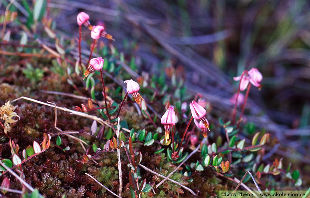 Tranbär, Vaccinium oxycoccos