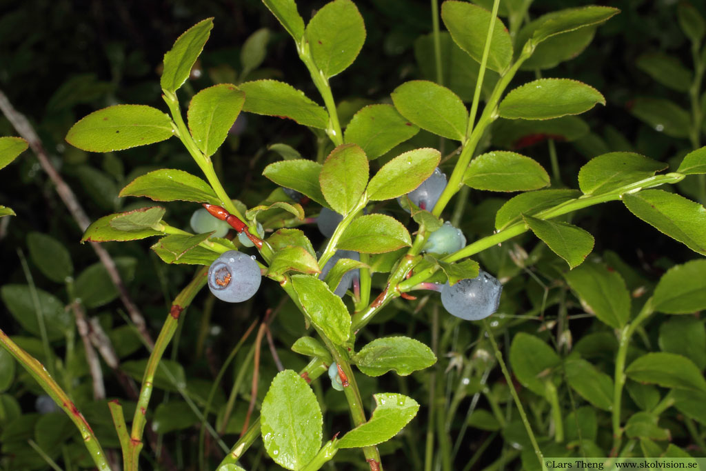 Blåbär, Vaccinium myrtillus