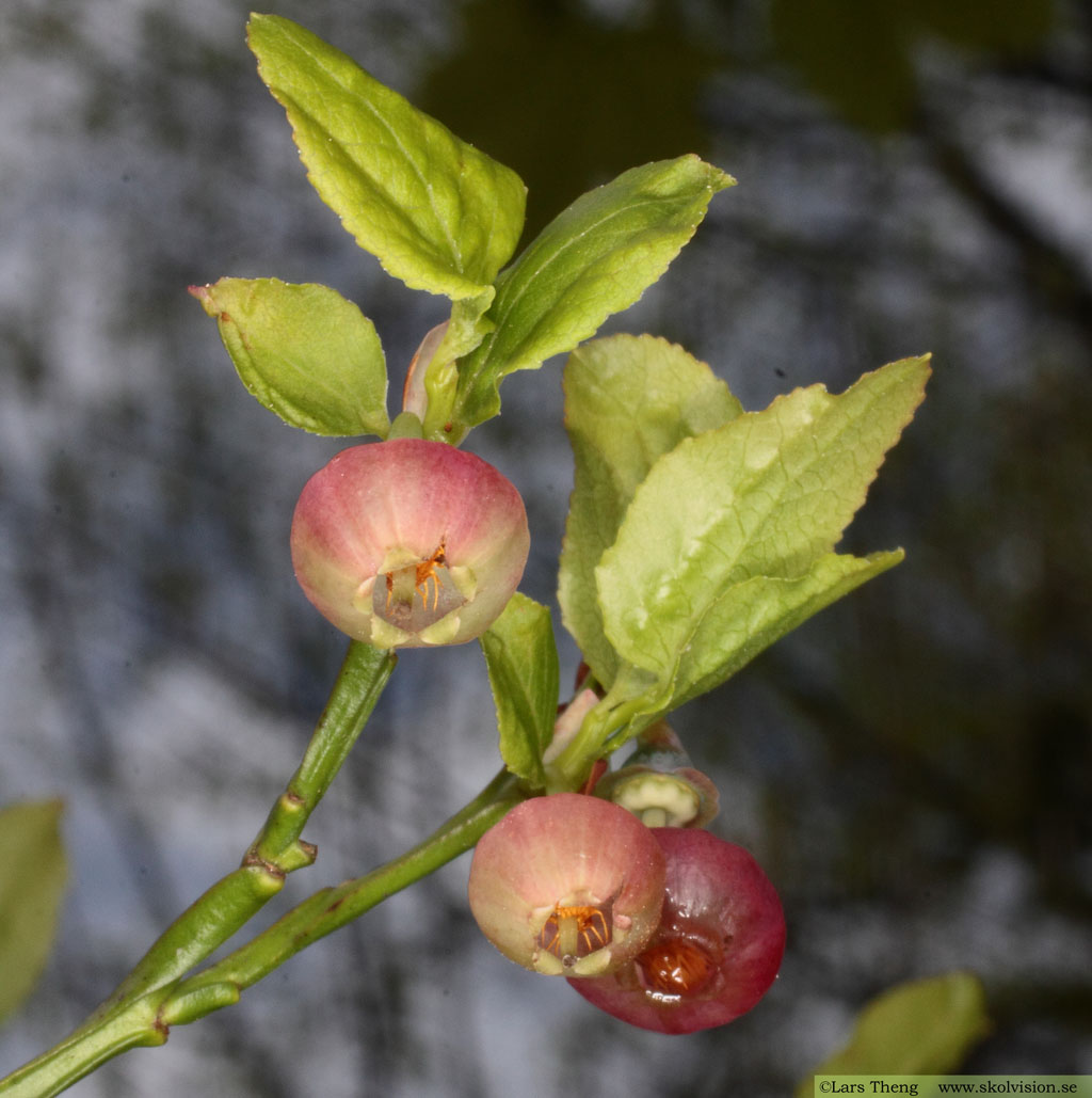 Blåbär, Vaccinium myrtillus