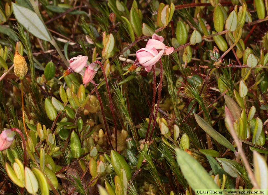 Tranbär, Vaccinium oxycoccos