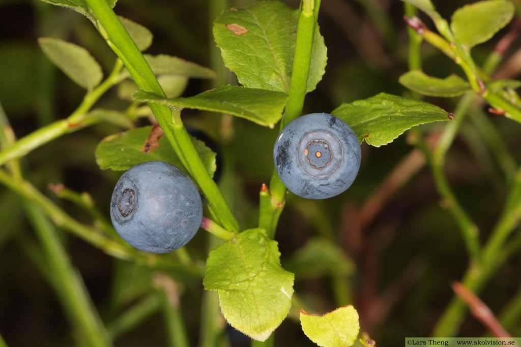 Blåbär, Vaccinium myrtillus