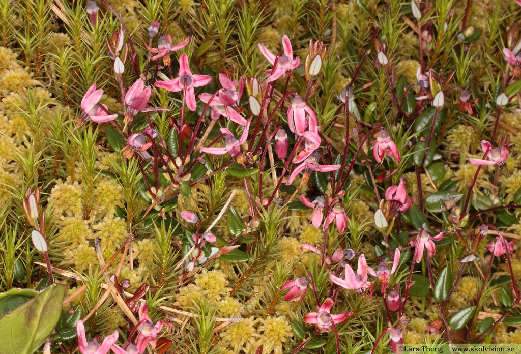 Tranbär, Vaccinium oxycoccos