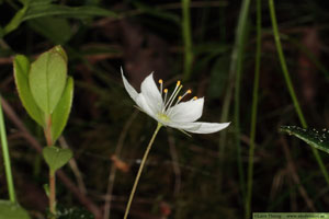  Lysimachia europaea