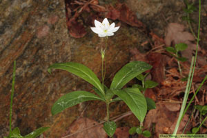  Lysimachia europaea