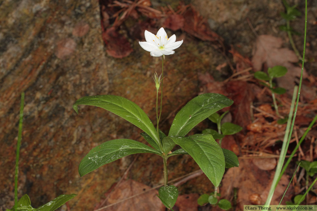  Lysimachia europaea