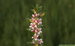 Strandkrypa, Lysimachia maritima