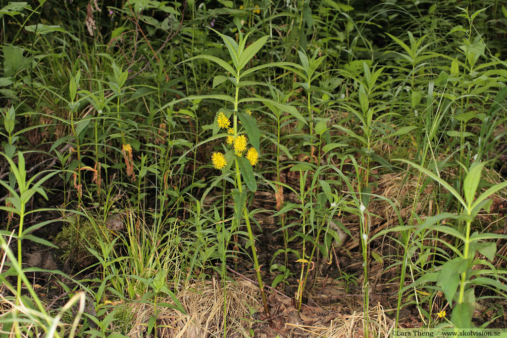 Topplösa, Lysimachia thyrsiflora