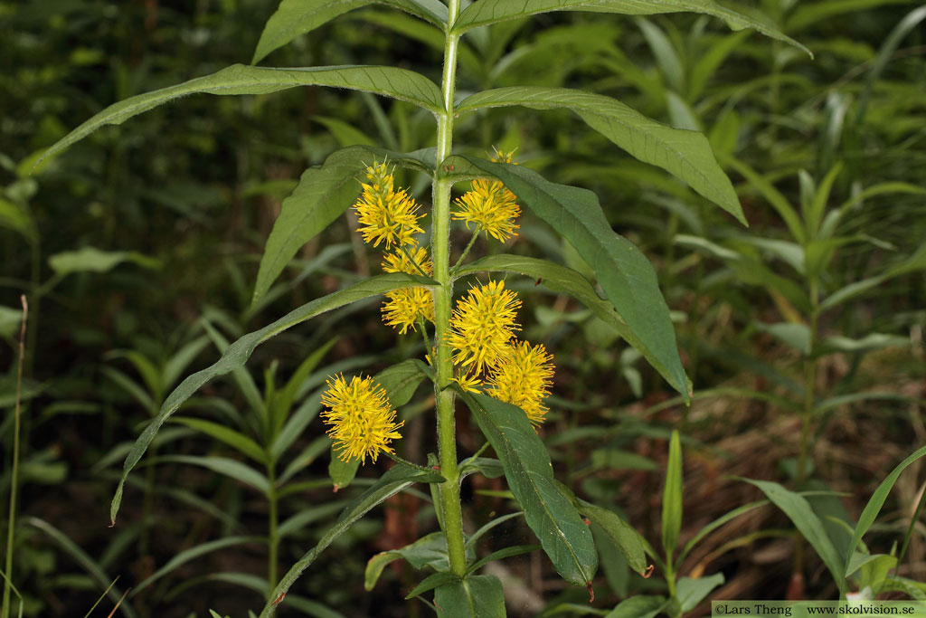 Topplösa, Lysimachia thyrsiflora