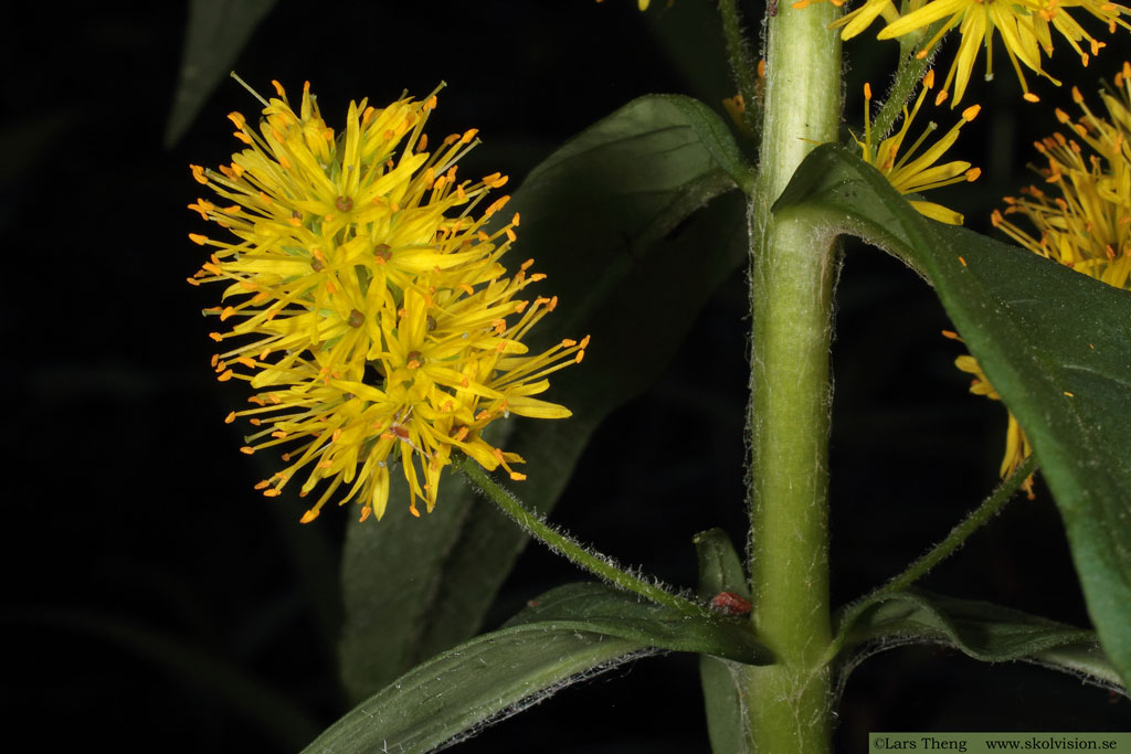 Topplösa, Lysimachia thyrsiflora