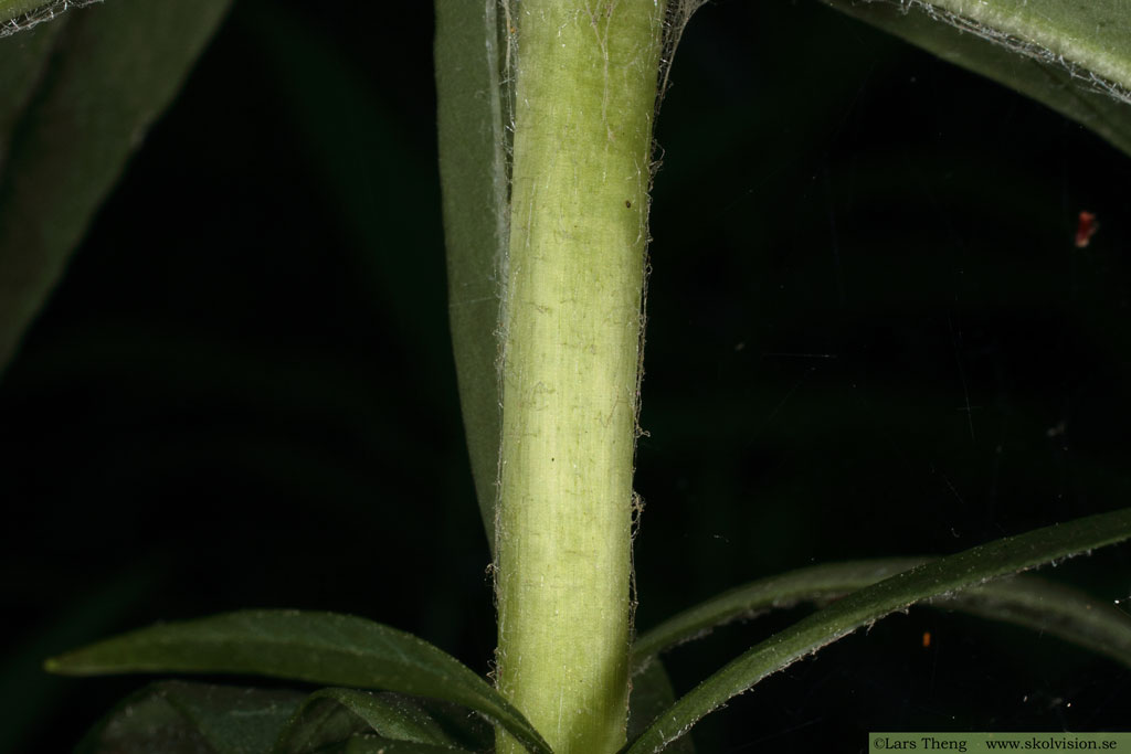 Topplösa, Lysimachia thyrsiflora