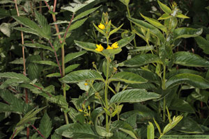 Strandlysing, Lysimachia vulgaris