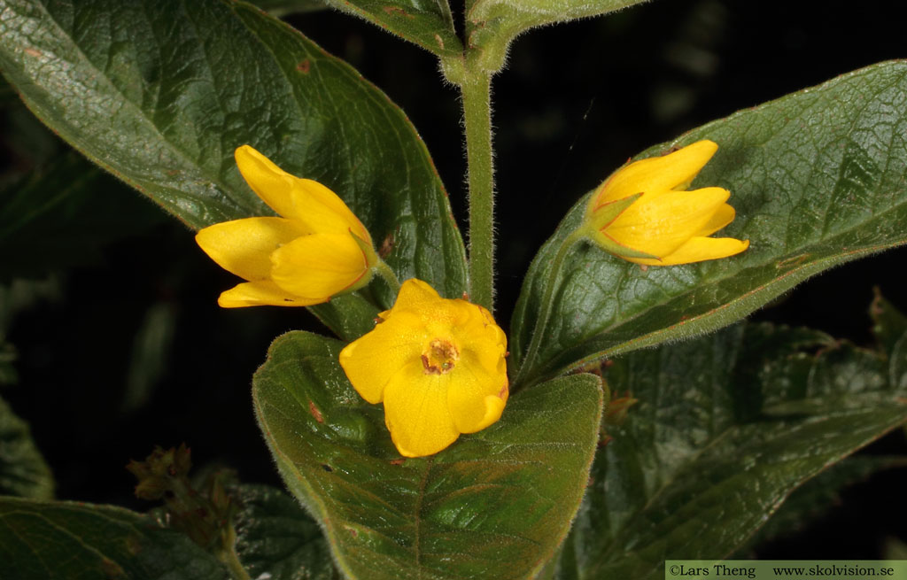 Strandlysing, Lysimachia vulgaris