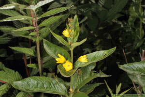 Strandlysing, Lysimachia vulgaris