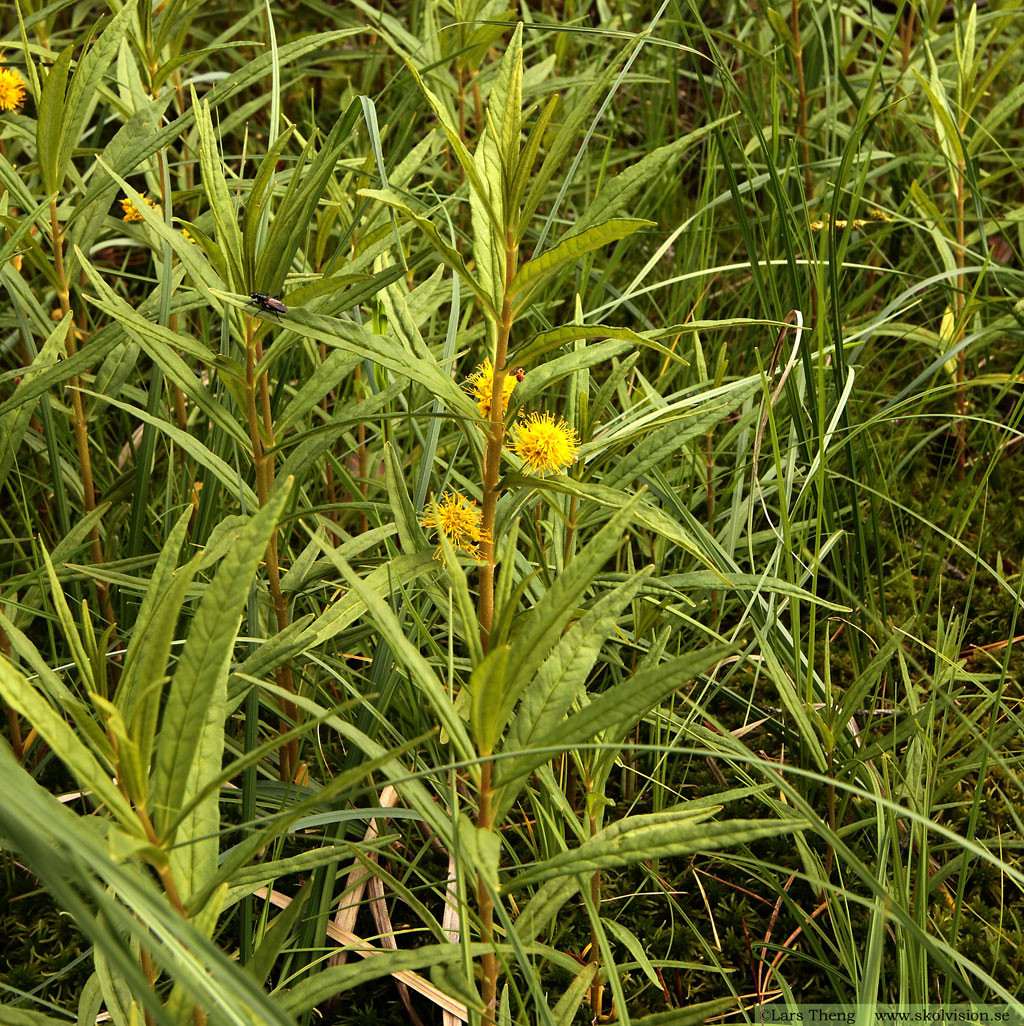 Topplösa, Lysimachia thyrsiflora