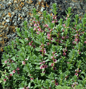 Strandkrypa, Lysimachia maritima