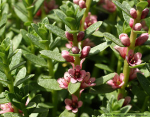 Strandkrypa, Lysimachia maritima