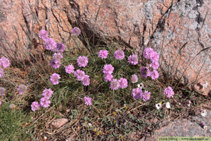 Trift, Armeria maritima