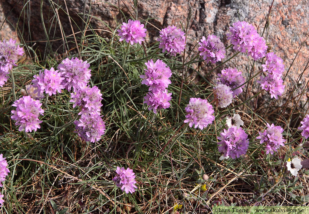 Trift, Armeria maritima