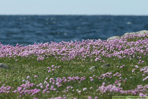 Trift, Armeria maritima