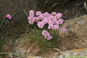 Trift, Armeria maritima